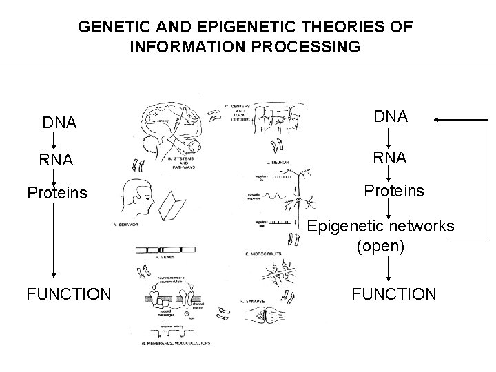 GENETIC AND EPIGENETIC THEORIES OF INFORMATION PROCESSING DNA RNA Proteins Epigenetic networks (open) FUNCTION GENETIC AND EPIGENETIC THEORIES OF INFORMATION PROCESSING DNA RNA Proteins Epigenetic networks (open) FUNCTION