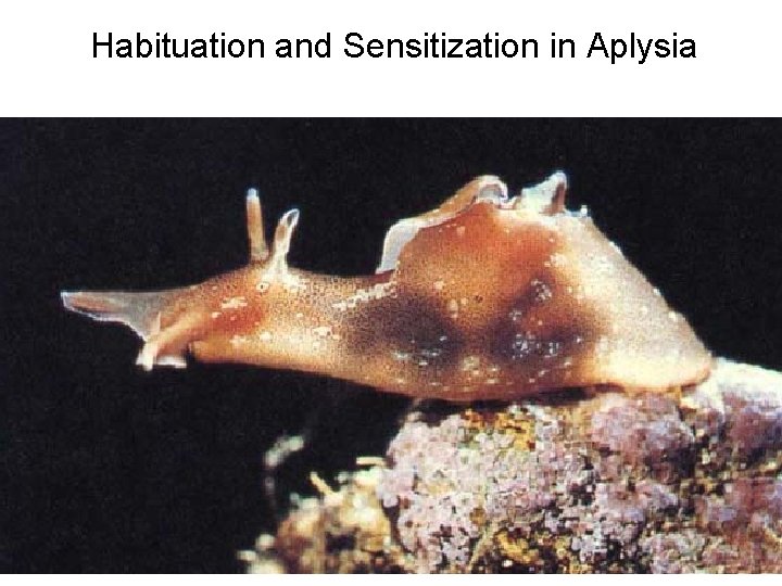 Habituation and Sensitization in Aplysia Habituation and Sensitization in Aplysia