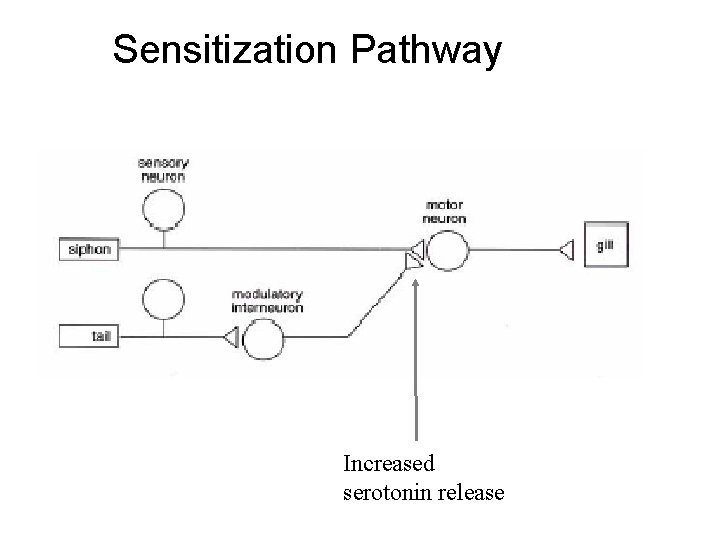 Sensitization Pathway Increased serotonin release 
