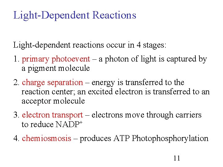 Light-Dependent Reactions Light-dependent reactions occur in 4 stages: 1. primary photoevent – a photon