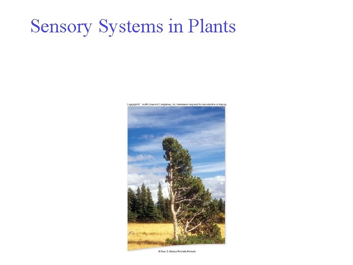 Sensory Systems in Plants 