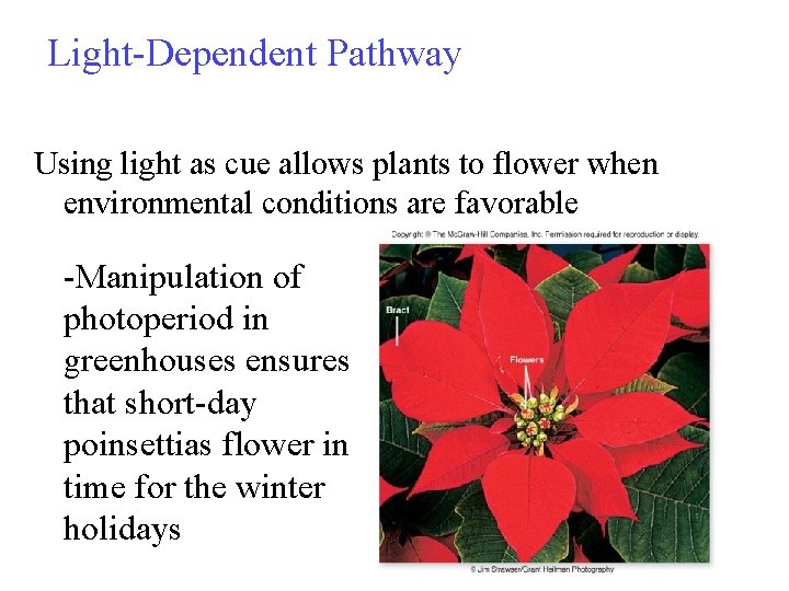 Light-Dependent Pathway Using light as cue allows plants to flower when environmental conditions are