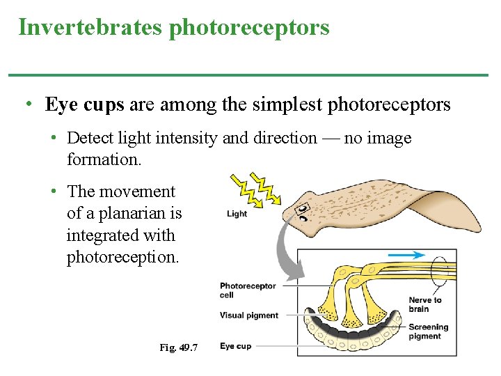 Invertebrates photoreceptors • Eye cups are among the simplest photoreceptors • Detect light intensity