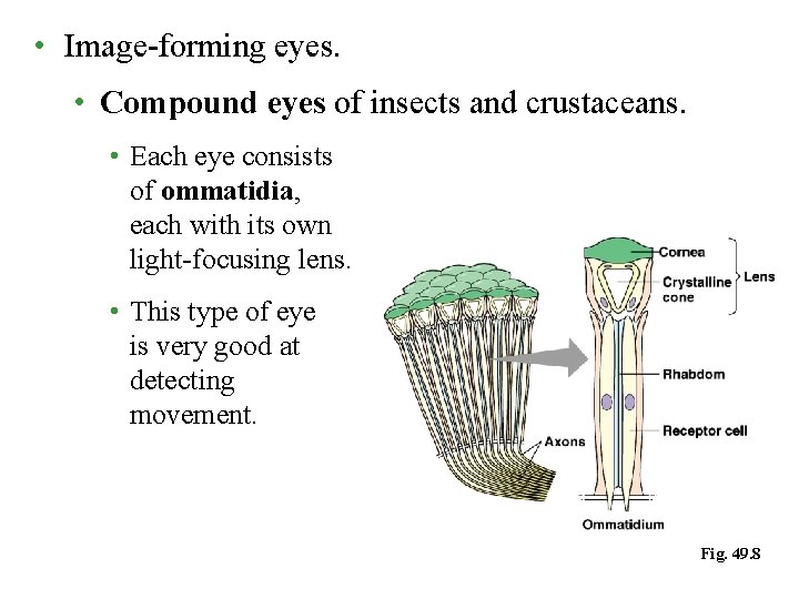  • Image-forming eyes. • Compound eyes of insects and crustaceans. • Each eye