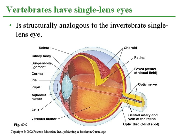 Vertebrates have single-lens eyes • Is structurally analogous to the invertebrate singlelens eye. Fig.