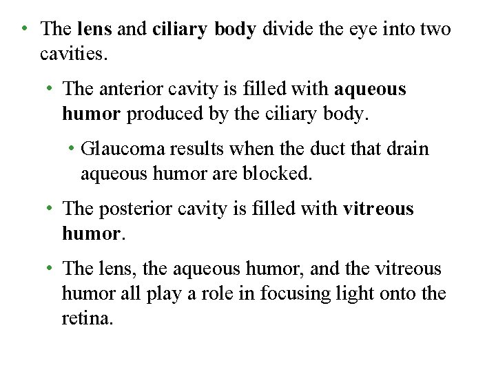  • The lens and ciliary body divide the eye into two cavities. •