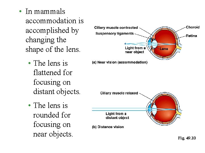  • In mammals accommodation is accomplished by changing the shape of the lens.