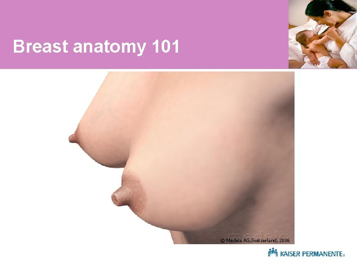 Breast anatomy 101 © Medela AG, Switzerland, 2006 