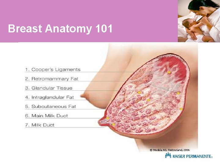 Breast Anatomy 101 © Medela AG, Switzerland, 2006 