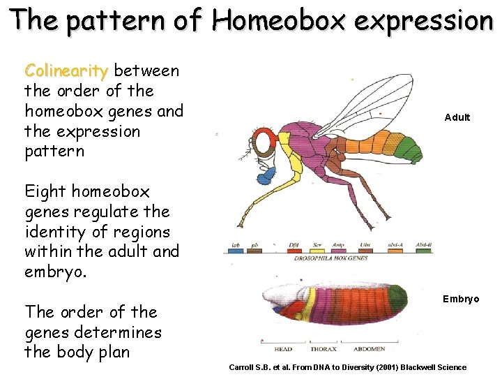 The pattern of Homeobox expression Colinearity between the order of the homeobox genes and