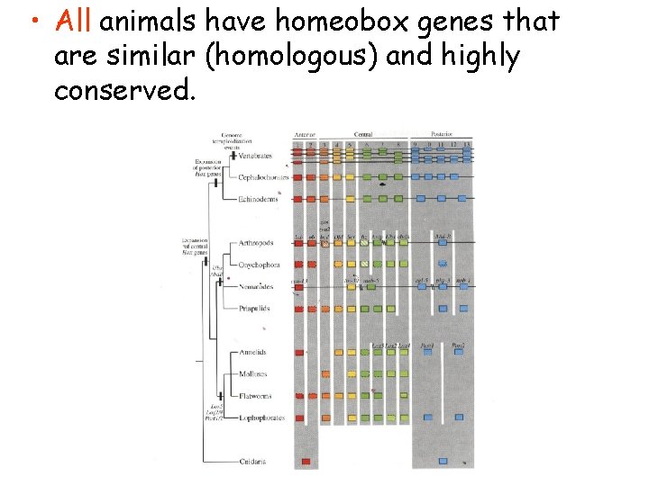  • All animals have homeobox genes that are similar (homologous) and highly conserved.