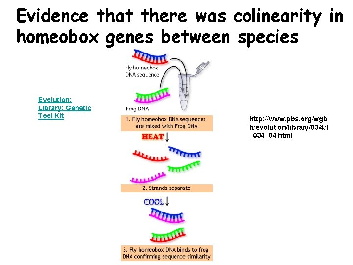 Evidence that there was colinearity in homeobox genes between species Evolution: Library: Genetic Tool