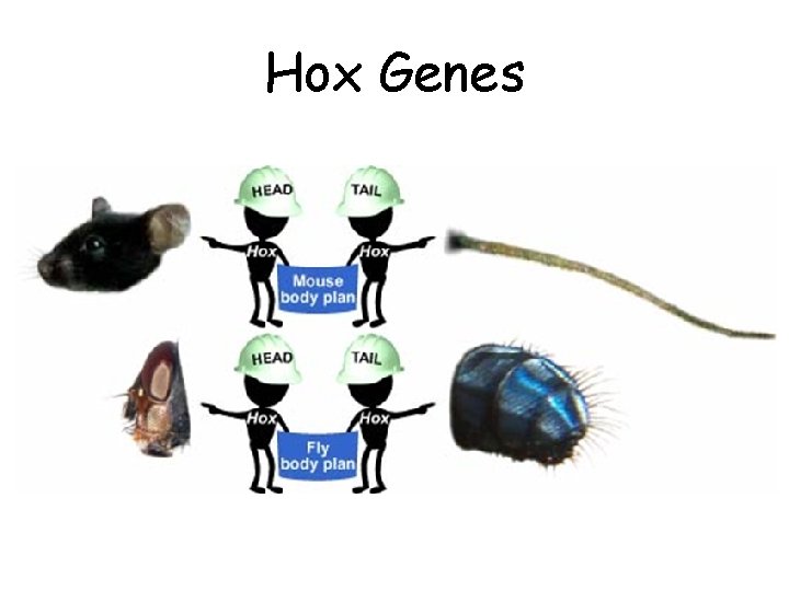 Hox Genes 