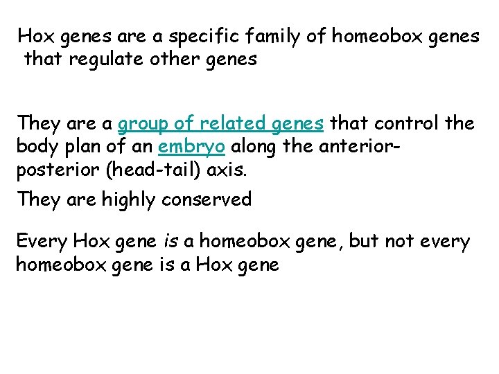 Hox genes are a specific family of homeobox genes that regulate other genes They