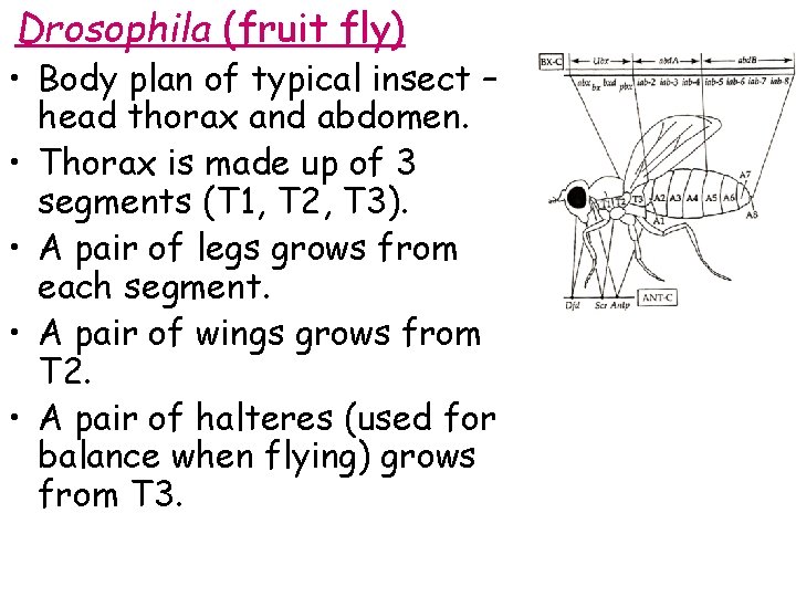 Drosophila (fruit fly) • Body plan of typical insect – head thorax and abdomen.