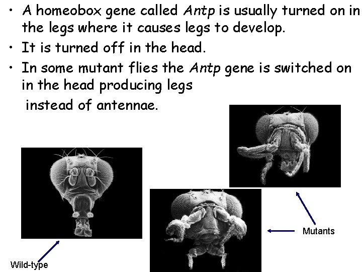  • A homeobox gene called Antp is usually turned on in the legs
