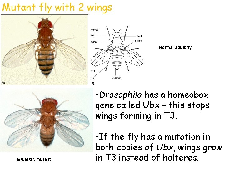 Mutant fly with 2 wings Normal adult fly • Drosophila has a homeobox gene