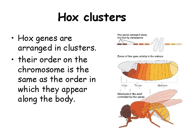 Hox clusters • Hox genes are arranged in clusters. • their order on the