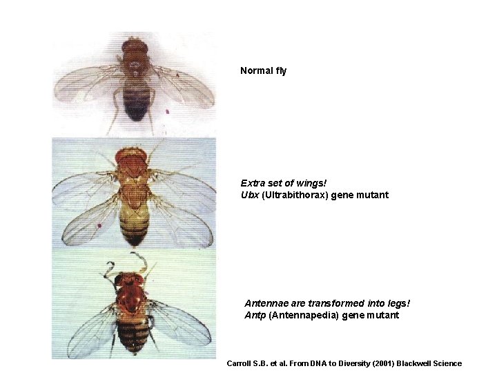 Normal fly Extra set of wings! Ubx (Ultrabithorax) gene mutant Antennae are transformed into