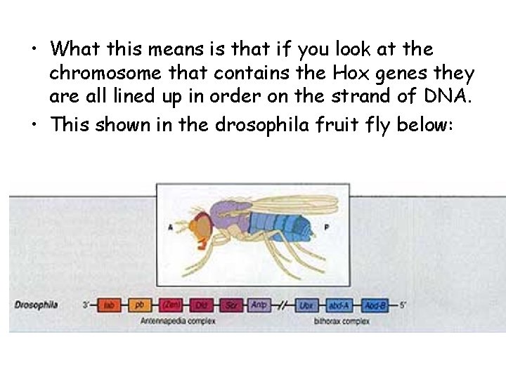  • What this means is that if you look at the chromosome that