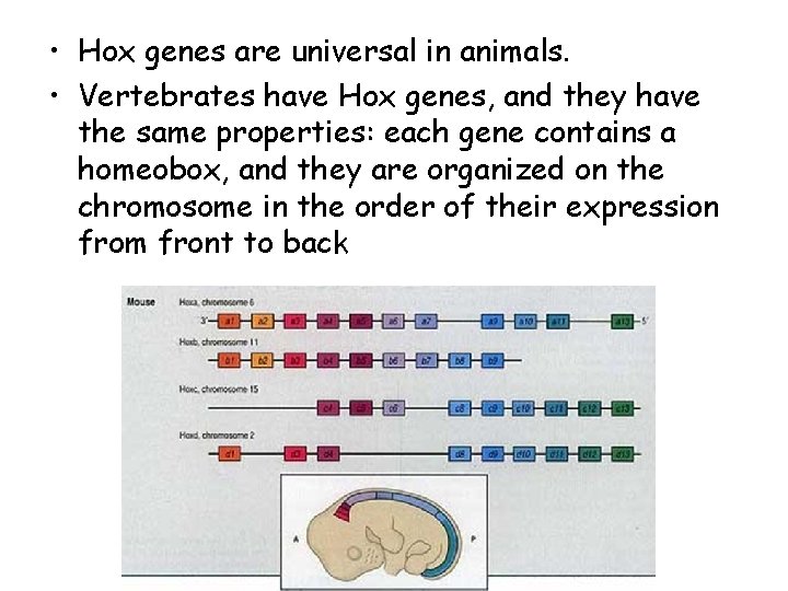  • Hox genes are universal in animals. • Vertebrates have Hox genes, and