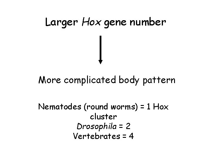 Larger Hox gene number More complicated body pattern Nematodes (round worms) = 1 Hox