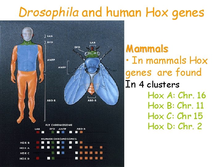 Drosophila and human Hox genes Mammals • In mammals Hox genes are found In