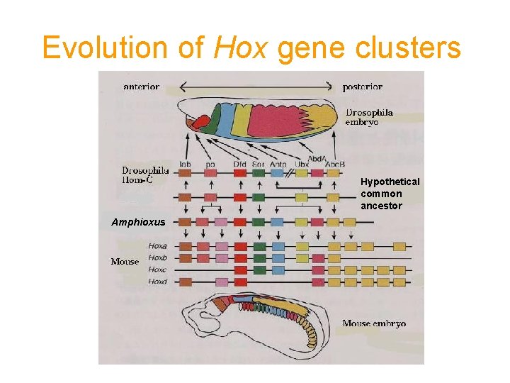 Evolution of Hox gene clusters Hypothetical common ancestor Amphioxus 