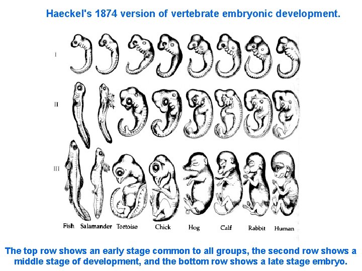 Haeckel's 1874 version of vertebrate embryonic development. The top row shows an early stage