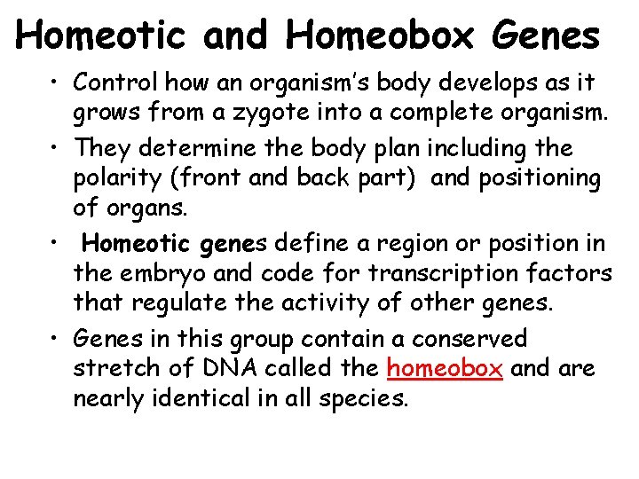 Homeotic and Homeobox Genes • Control how an organism’s body develops as it grows