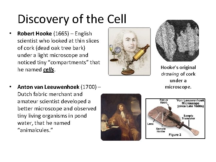 Discovery of the Cell • Robert Hooke (1665) – English scientist who looked at