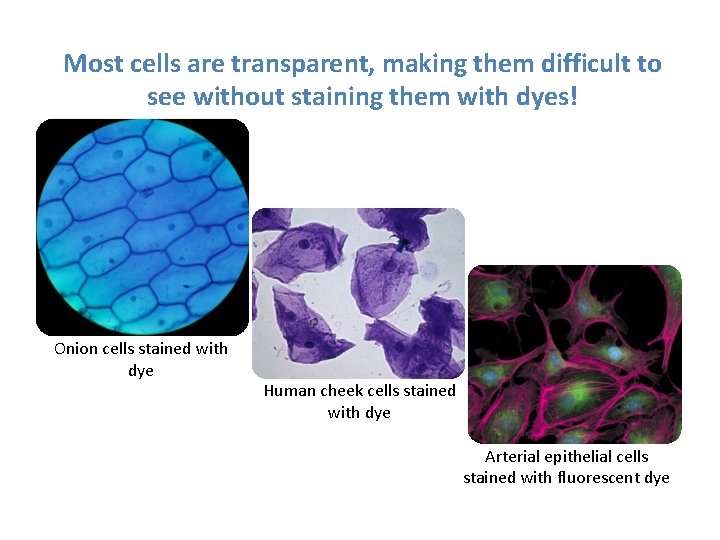 Most cells are transparent, making them difficult to see without staining them with dyes!