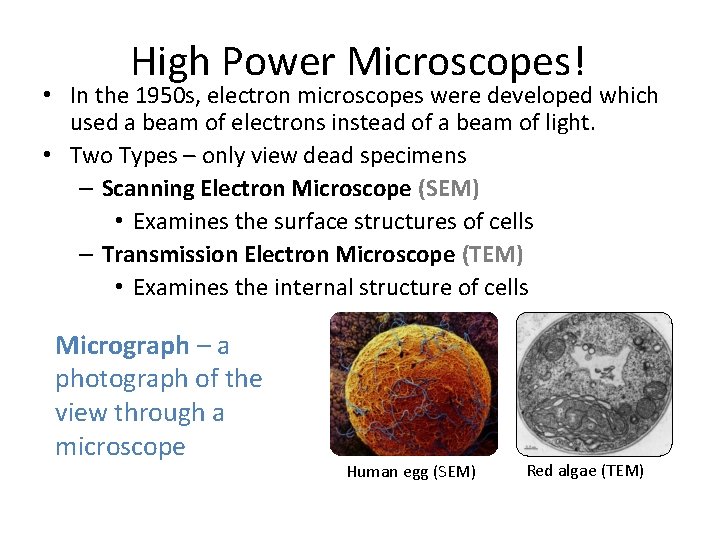 High Power Microscopes! • In the 1950 s, electron microscopes were developed which used