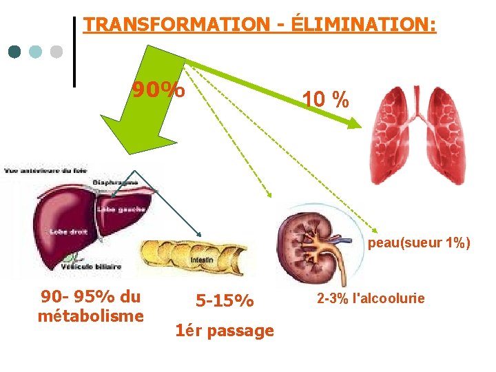 TRANSFORMATION - ÉLIMINATION: 90% 10 % peau(sueur 1%) 90 - 95% du métabolisme 5