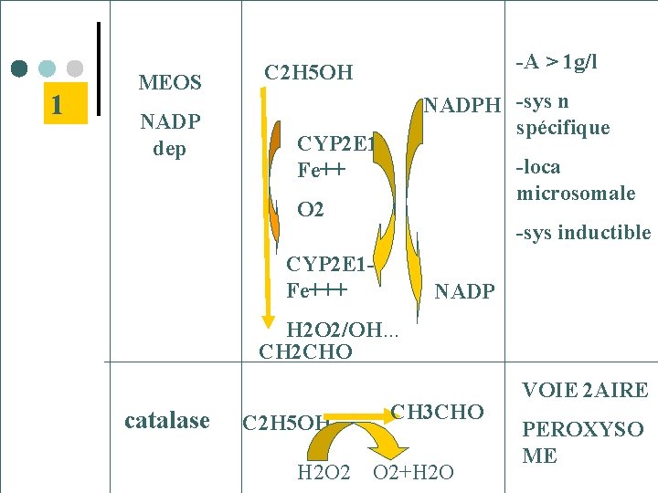 1 MEOS NADP dep -A > 1 g/l C 2 H 5 OH NADPH