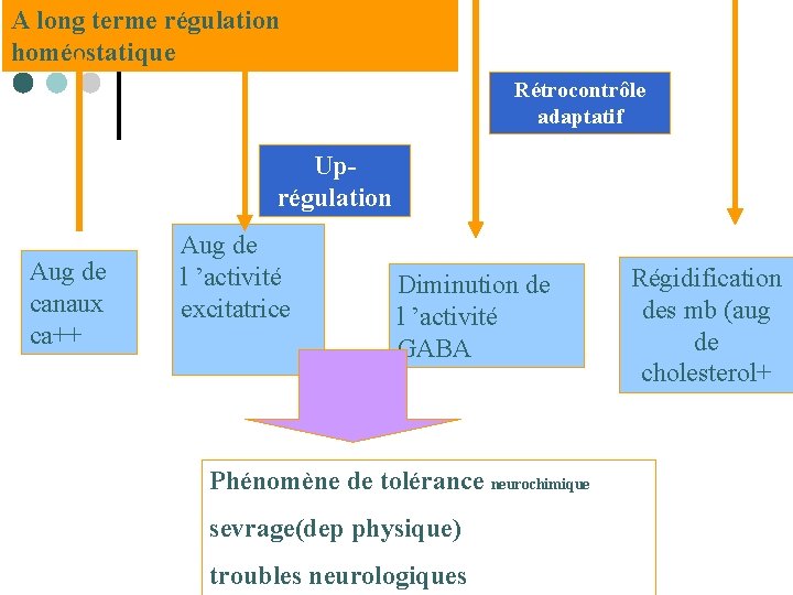 A long terme régulation homéostatique Rétrocontrôle adaptatif Uprégulation Aug de canaux ca++ Aug de