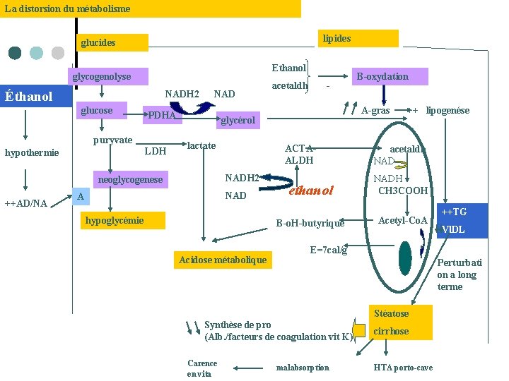 La distorsion du métabolisme lipides glucides Ethanol glycogenolyse Éthanol NADH 2 NAD glucose PDHA