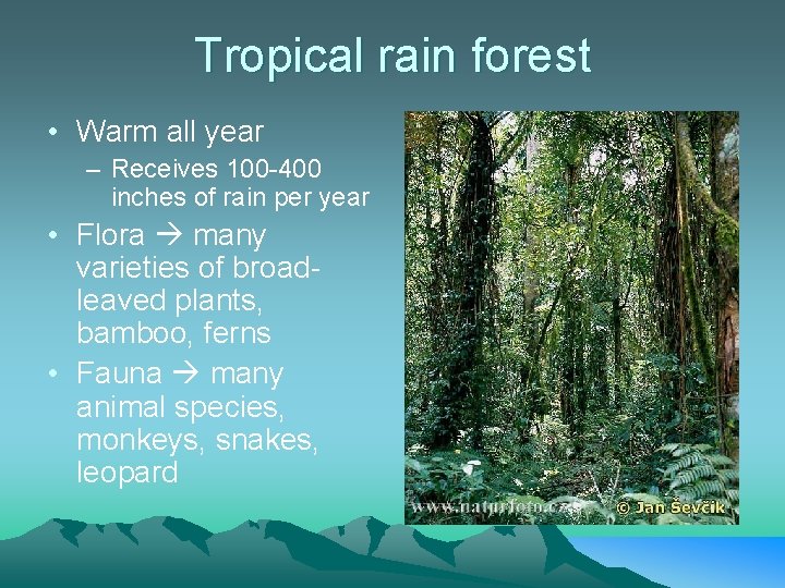 Tropical rain forest • Warm all year – Receives 100 -400 inches of rain