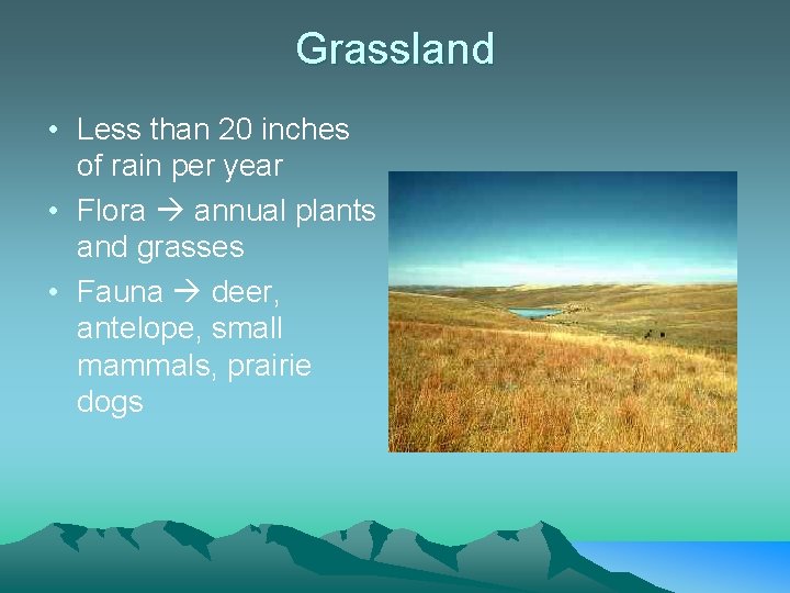 Grassland • Less than 20 inches of rain per year • Flora annual plants