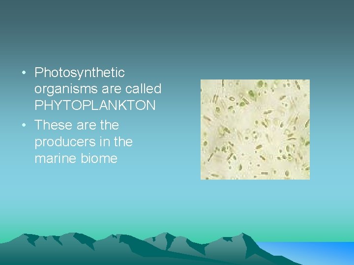  • Photosynthetic organisms are called PHYTOPLANKTON • These are the producers in the