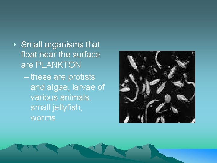  • Small organisms that float near the surface are PLANKTON – these are