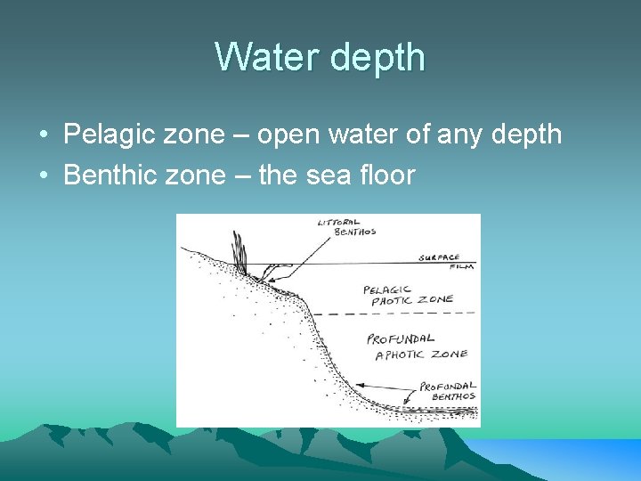 Water depth • Pelagic zone – open water of any depth • Benthic zone