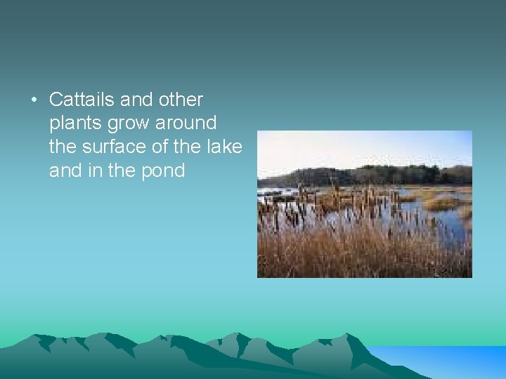  • Cattails and other plants grow around the surface of the lake and