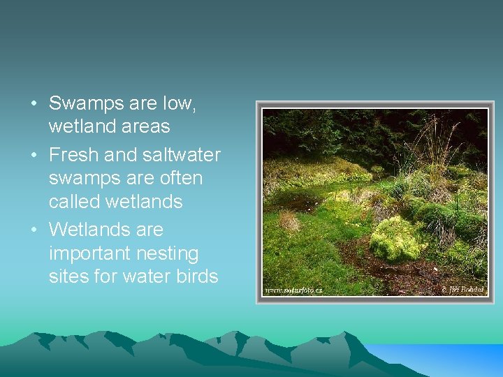  • Swamps are low, wetland areas • Fresh and saltwater swamps are often