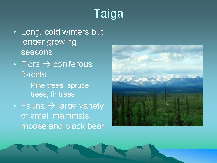 Taiga • Long, cold winters but longer growing seasons • Flora coniferous forests –