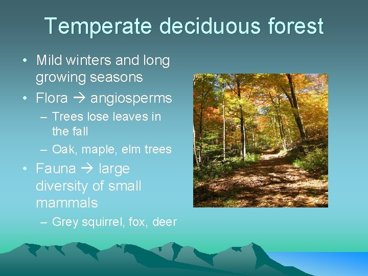 Temperate deciduous forest • Mild winters and long growing seasons • Flora angiosperms –