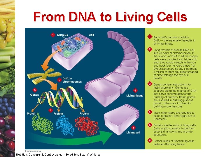 From DNA to Living Cells Nutrition: Concepts & Controversies, 13 th edition, Sizer &