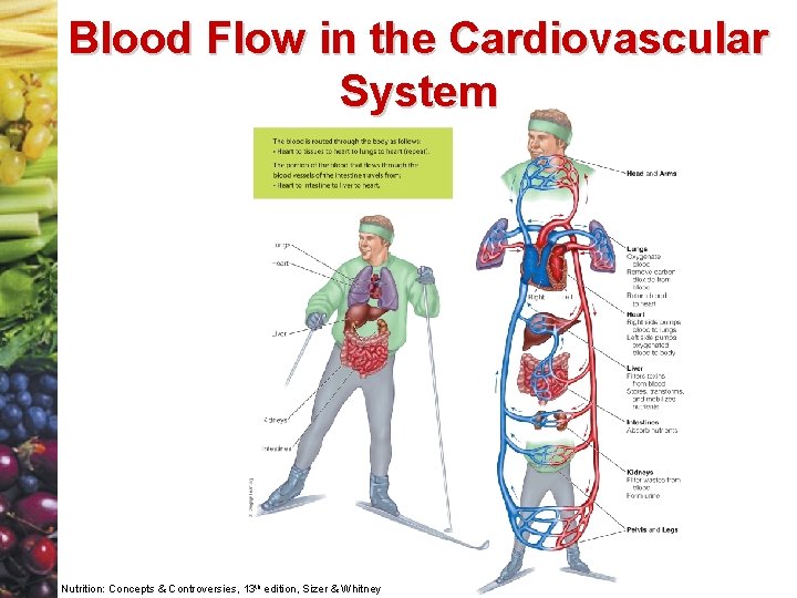 Blood Flow in the Cardiovascular System Nutrition: Concepts & Controversies, 13 th edition, Sizer