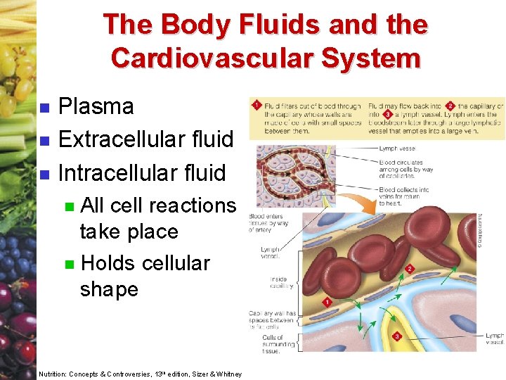 The Body Fluids and the Cardiovascular System n n n Plasma Extracellular fluid Intracellular