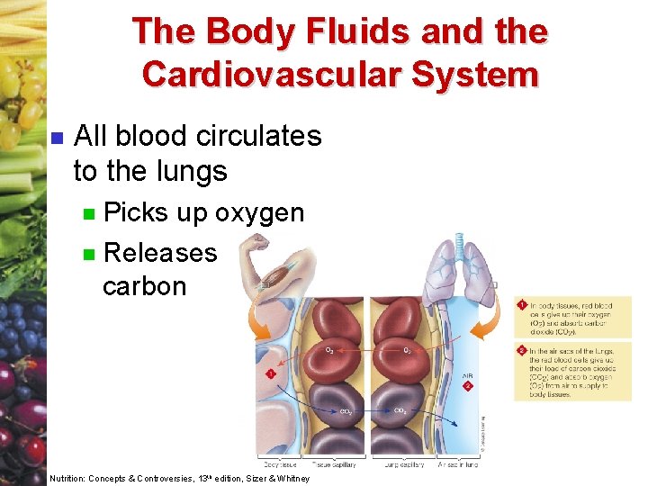 The Body Fluids and the Cardiovascular System n All blood circulates to the lungs